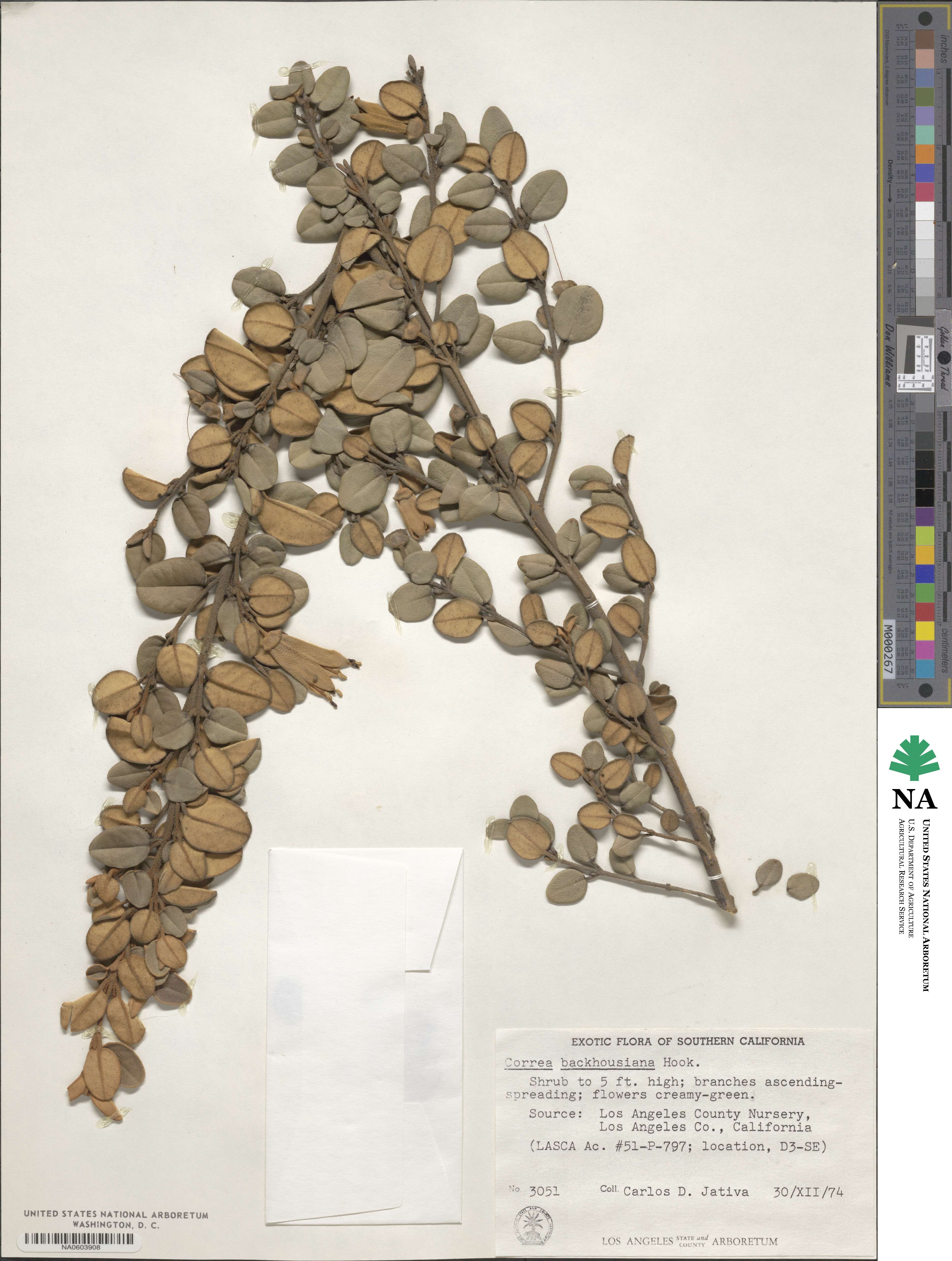 Correa backhouseana image