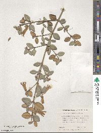 Correa backhouseana image