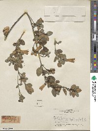 Correa reflexa var. speciosa image