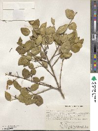 Calodendrum capense image