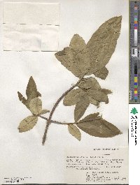 Calodendrum capense image