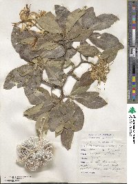 Calodendrum capense image