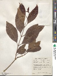 Calodendrum capense image