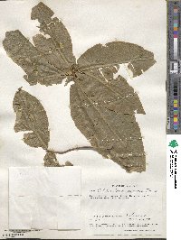 Calodendrum capense image