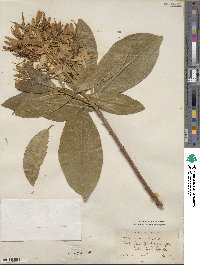 Calodendrum capense image