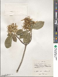 Calodendrum capense image