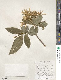 Calodendrum capense image