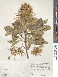 Calodendrum capense image