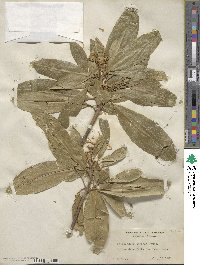 Calodendrum capense image