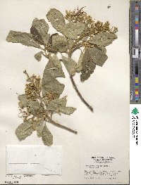 Calodendrum capense image