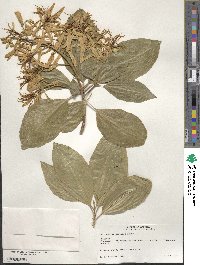 Calodendrum capense image