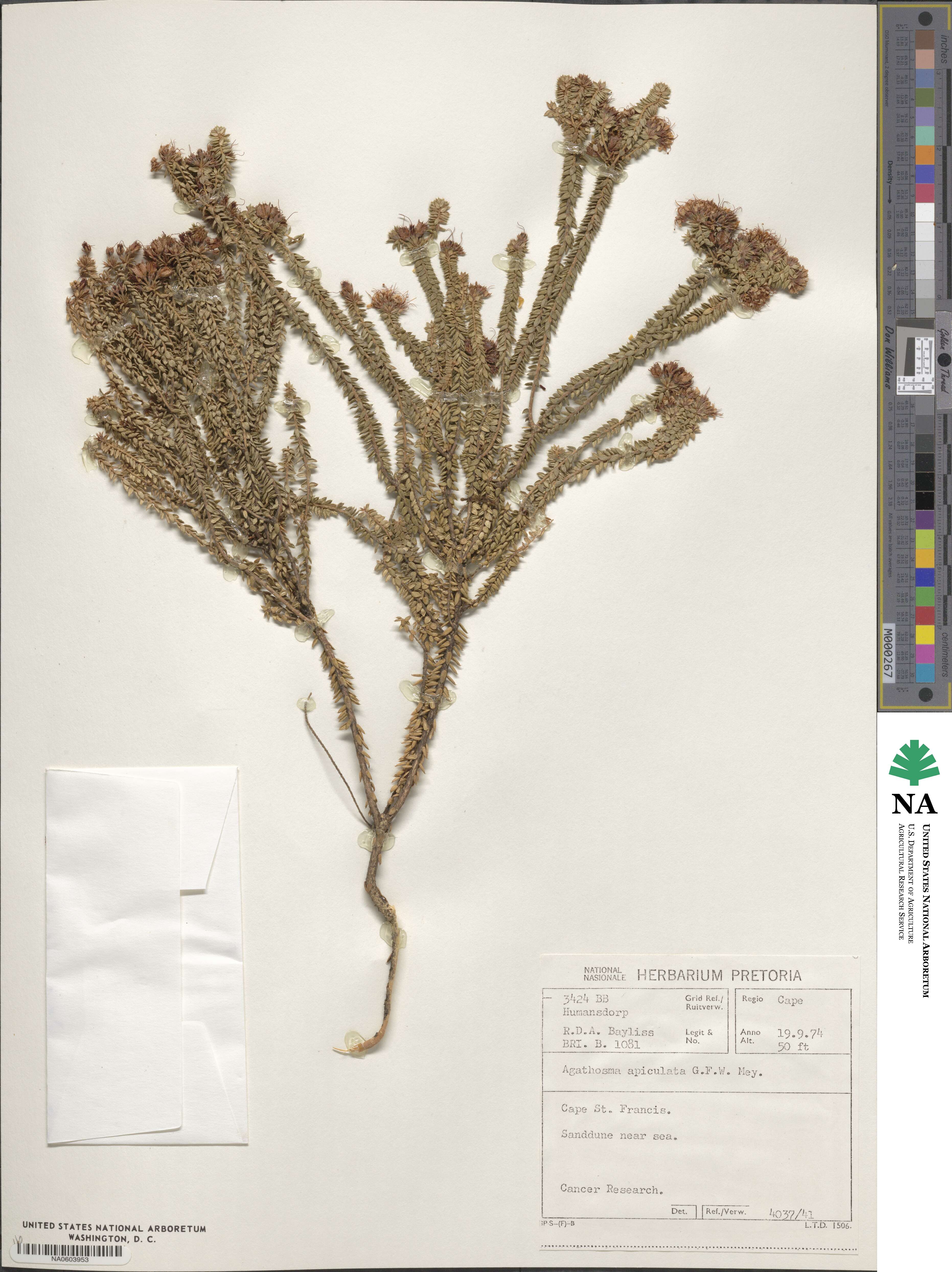 Agathosma apiculata image