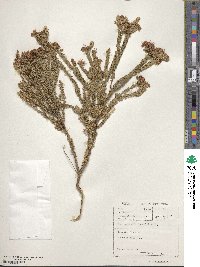 Image of Agathosma apiculata