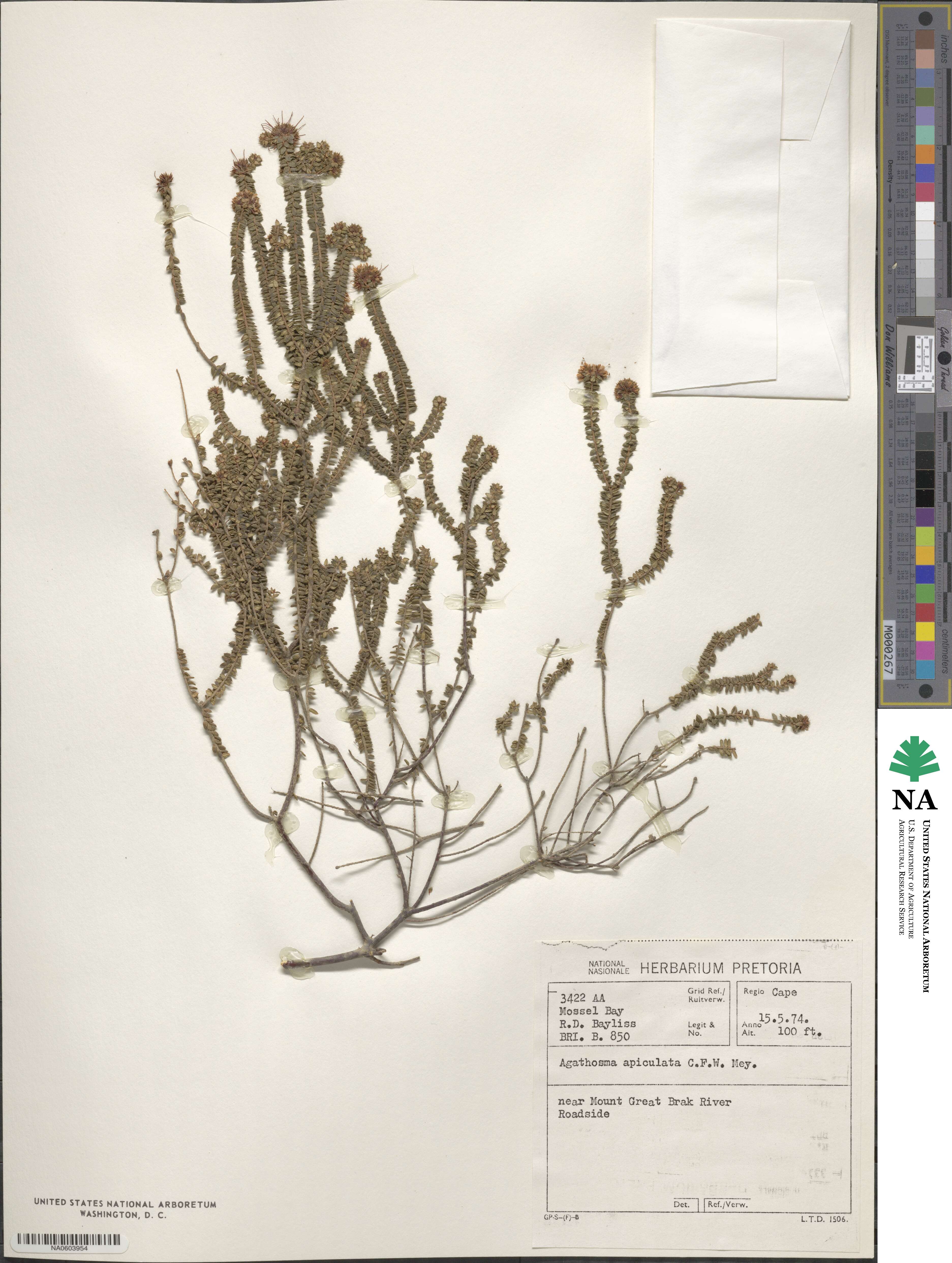 Agathosma apiculata image