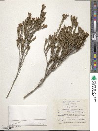 Agathosma apiculata image