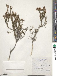 Agathosma apiculata image