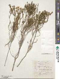 Agathosma capensis image