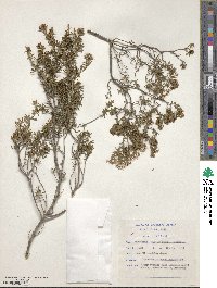 Image of Agathosma foetidissima