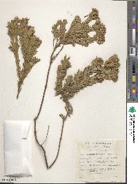 Agathosma lanceolata image