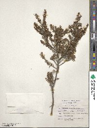 Agathosma lanceolata image