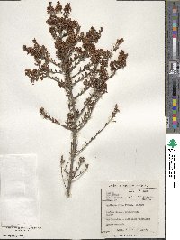 Agathosma ovata image