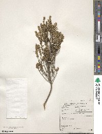 Agathosma ovata image