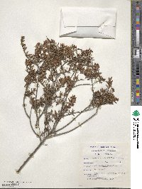 Agathosma ovata image