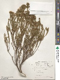 Image of Agathosma stenopetala