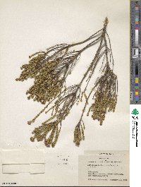 Agathosma corymbosa image