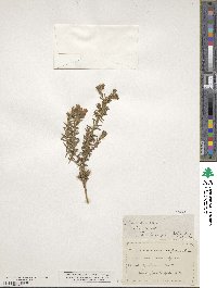 Adenandra uniflora image