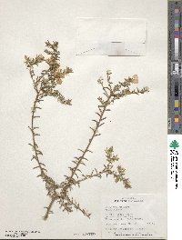 Adenandra uniflora image