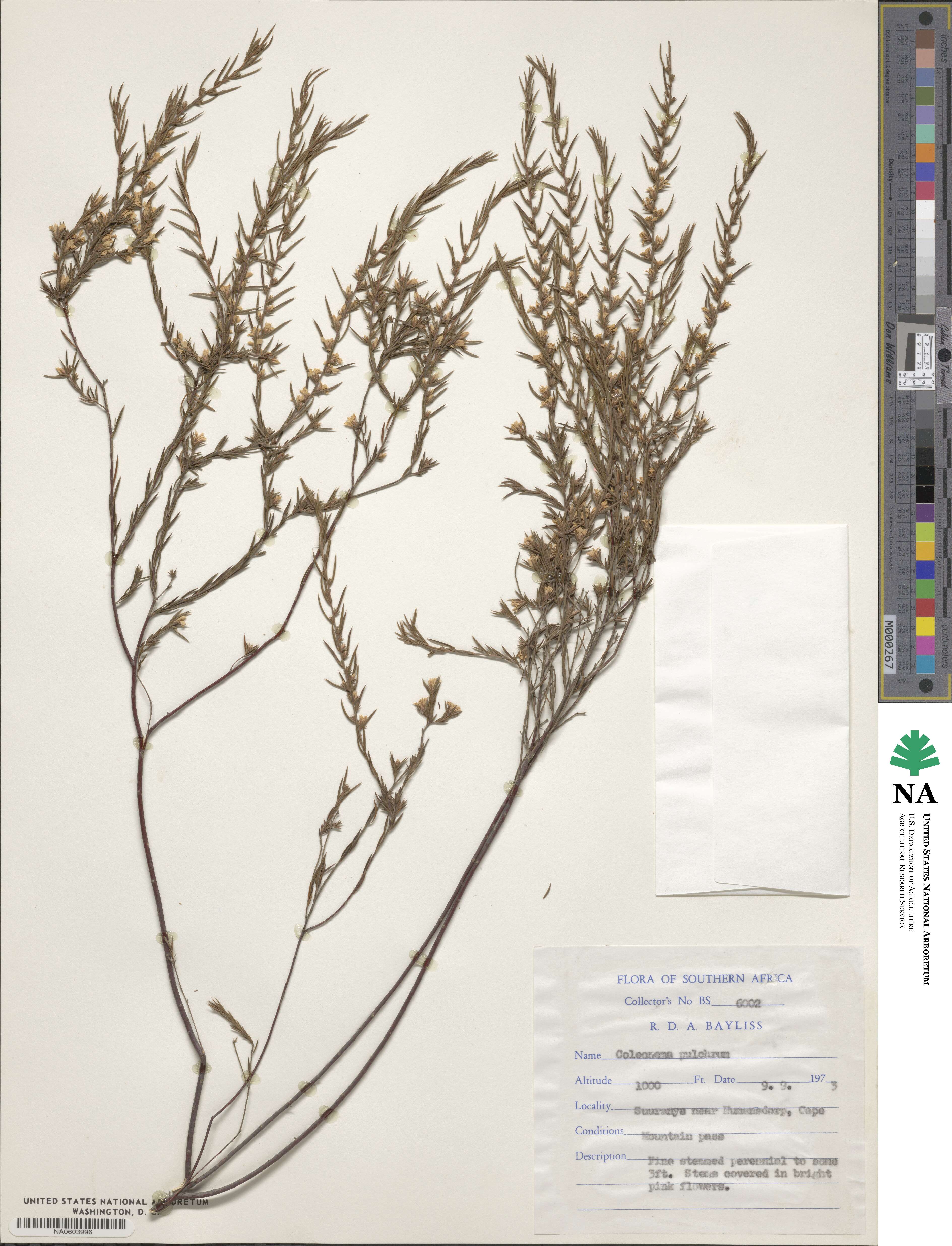 Coleonema pulchrum image