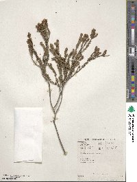 Image of Diosma guthriei