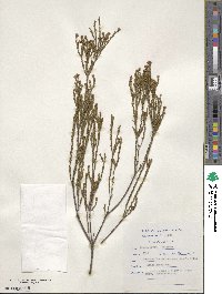 Image of Diosma prama