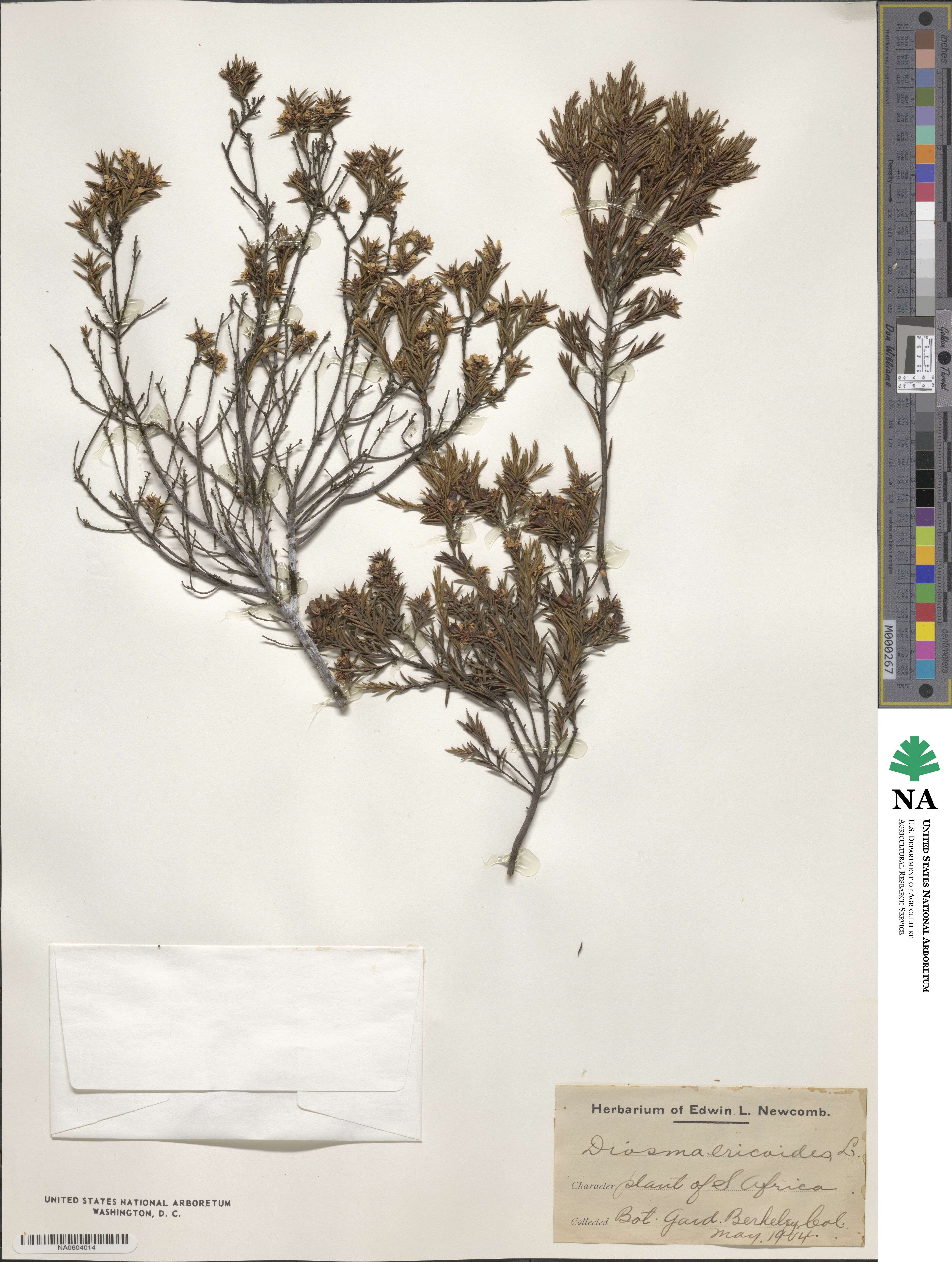 Diosma ericoides image