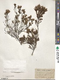 Diosma ericoides image