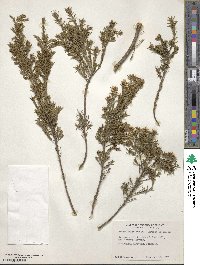 Diosma ericoides image