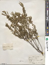 Diosma ericoides image