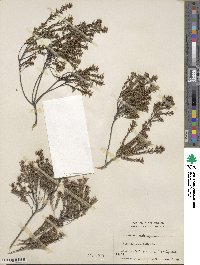 Diosma ericoides image