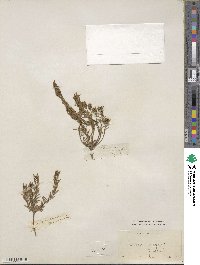 Diosma ericoides image