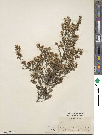 Diosma hirsuta image