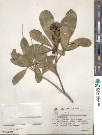 Pilocarpus pauciflorus image