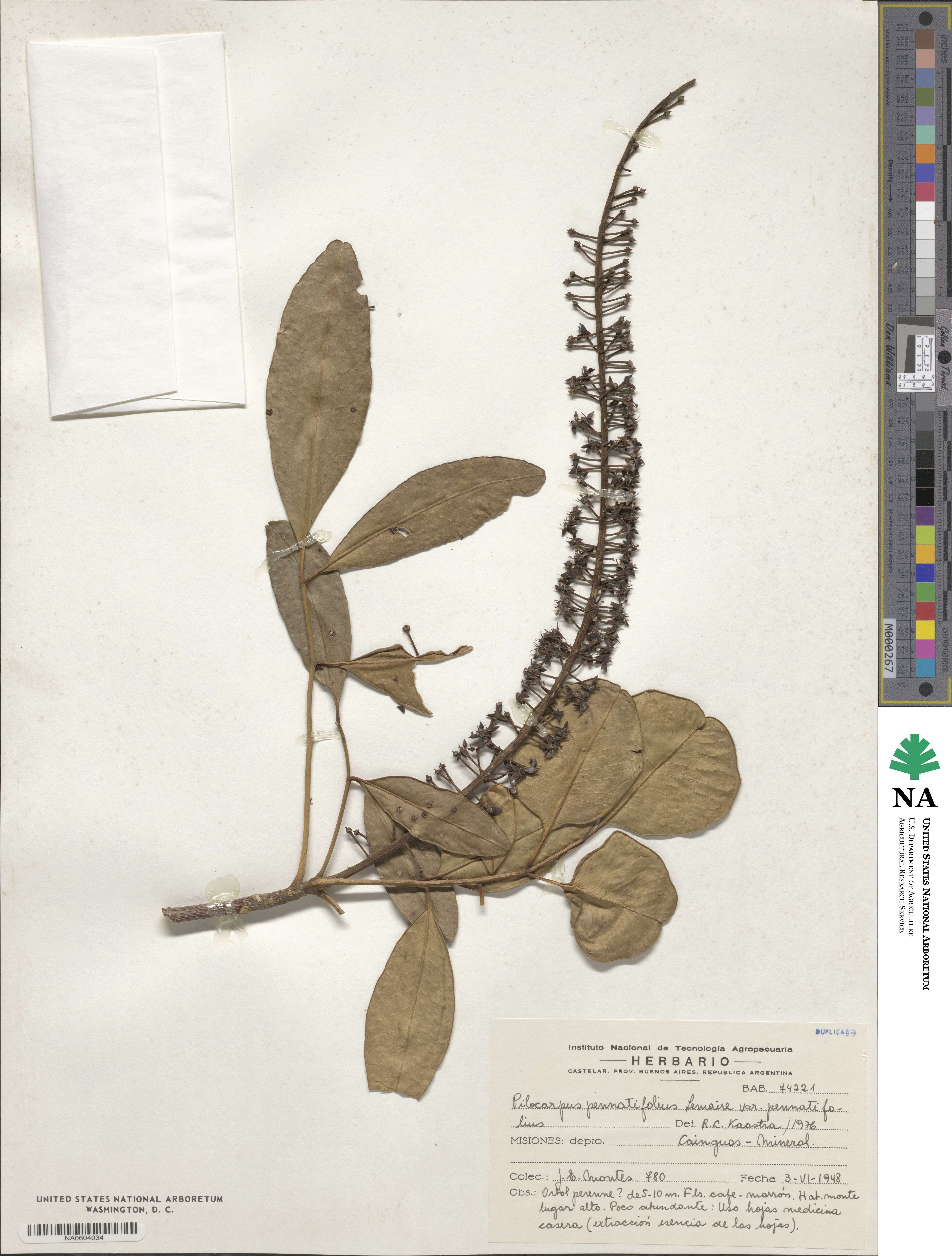 Pilocarpus pennatifolius var. pennatifolius image