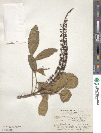 Pilocarpus pennatifolius image