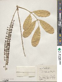 Pilocarpus pennatifolius image