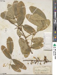 Pilocarpus pennatifolius image