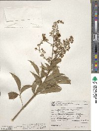 Esenbeckia febrifuga image