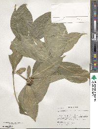 Image of Metrodorea flavida