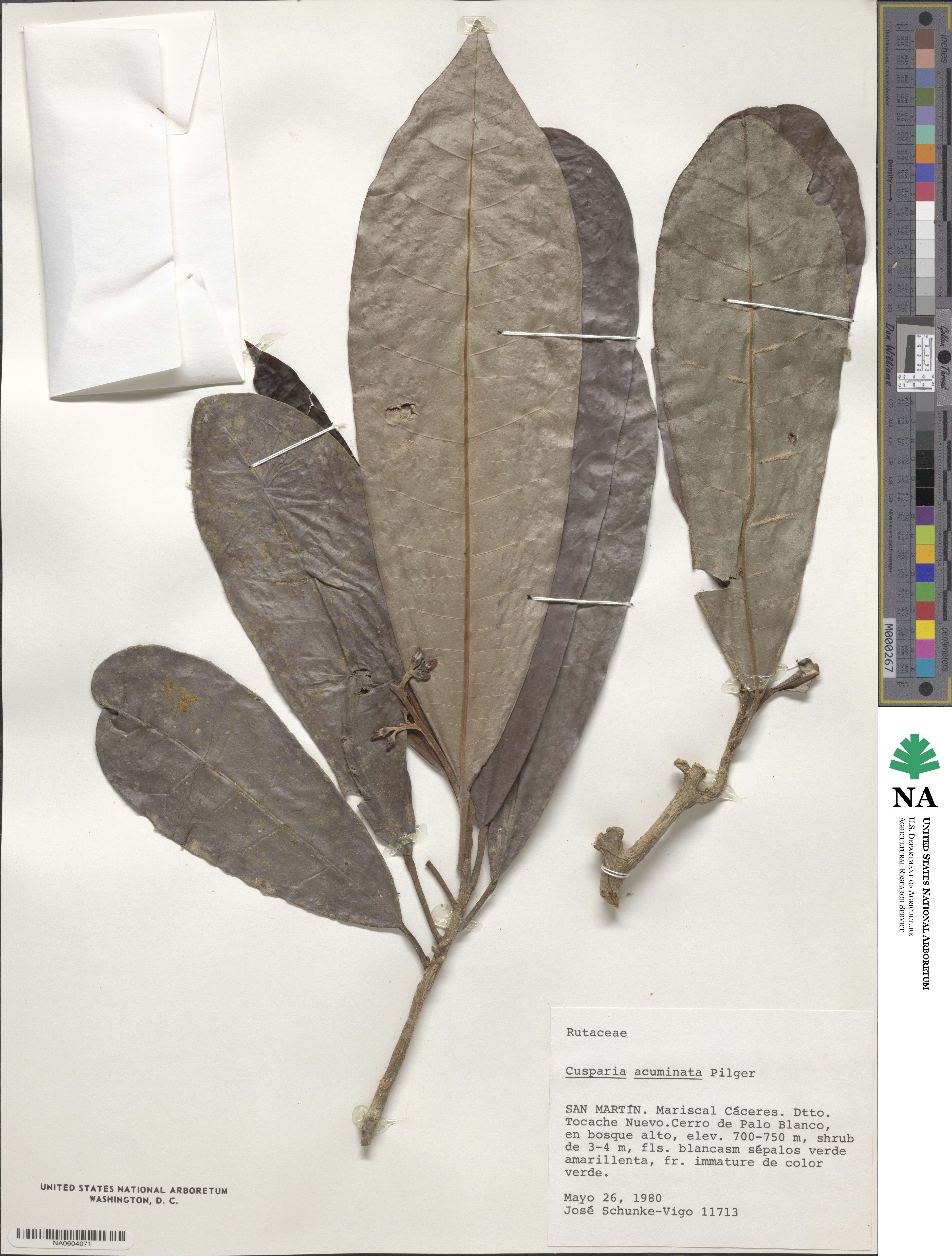 Conchocarpus acuminatus image