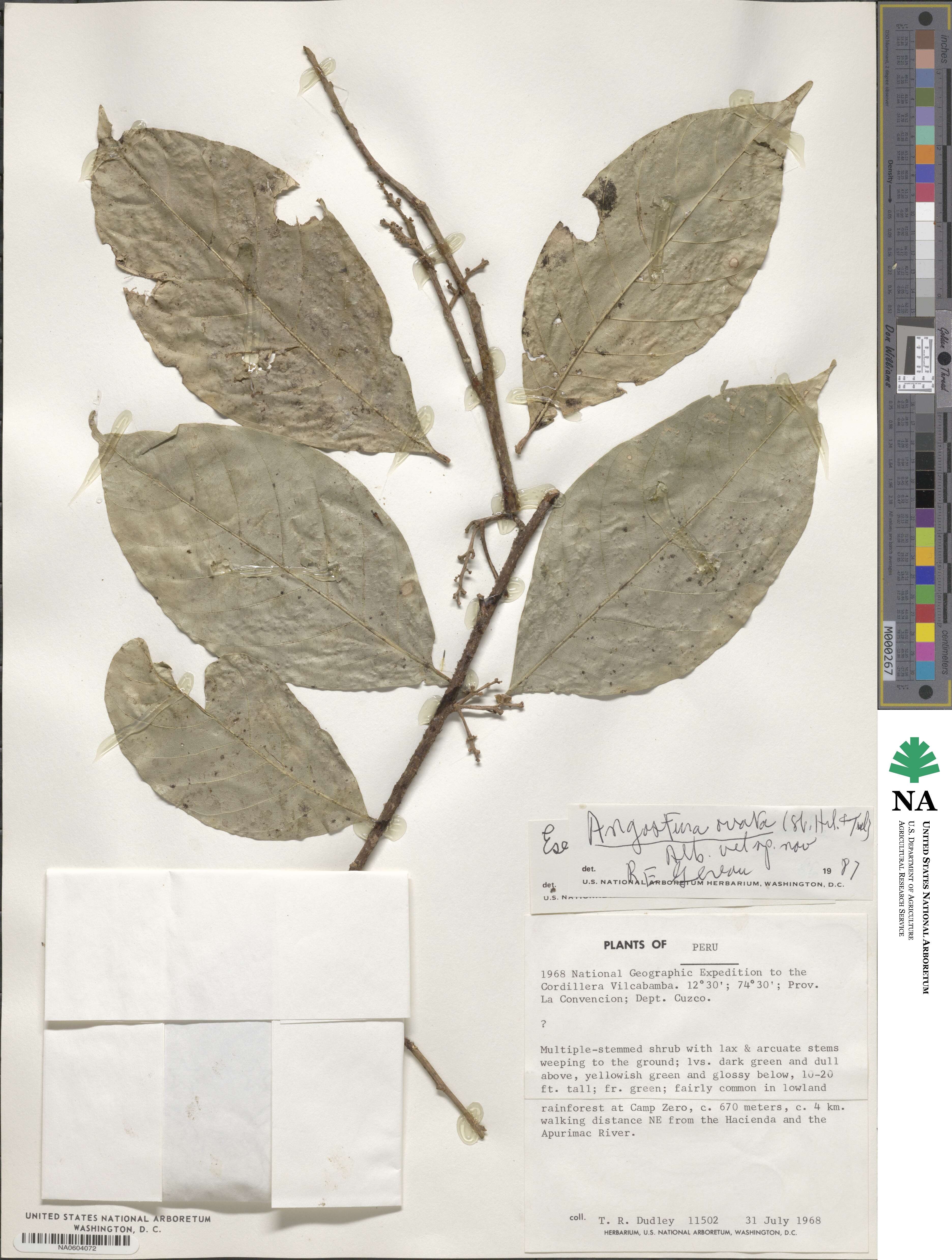 Conchocarpus ovatus image